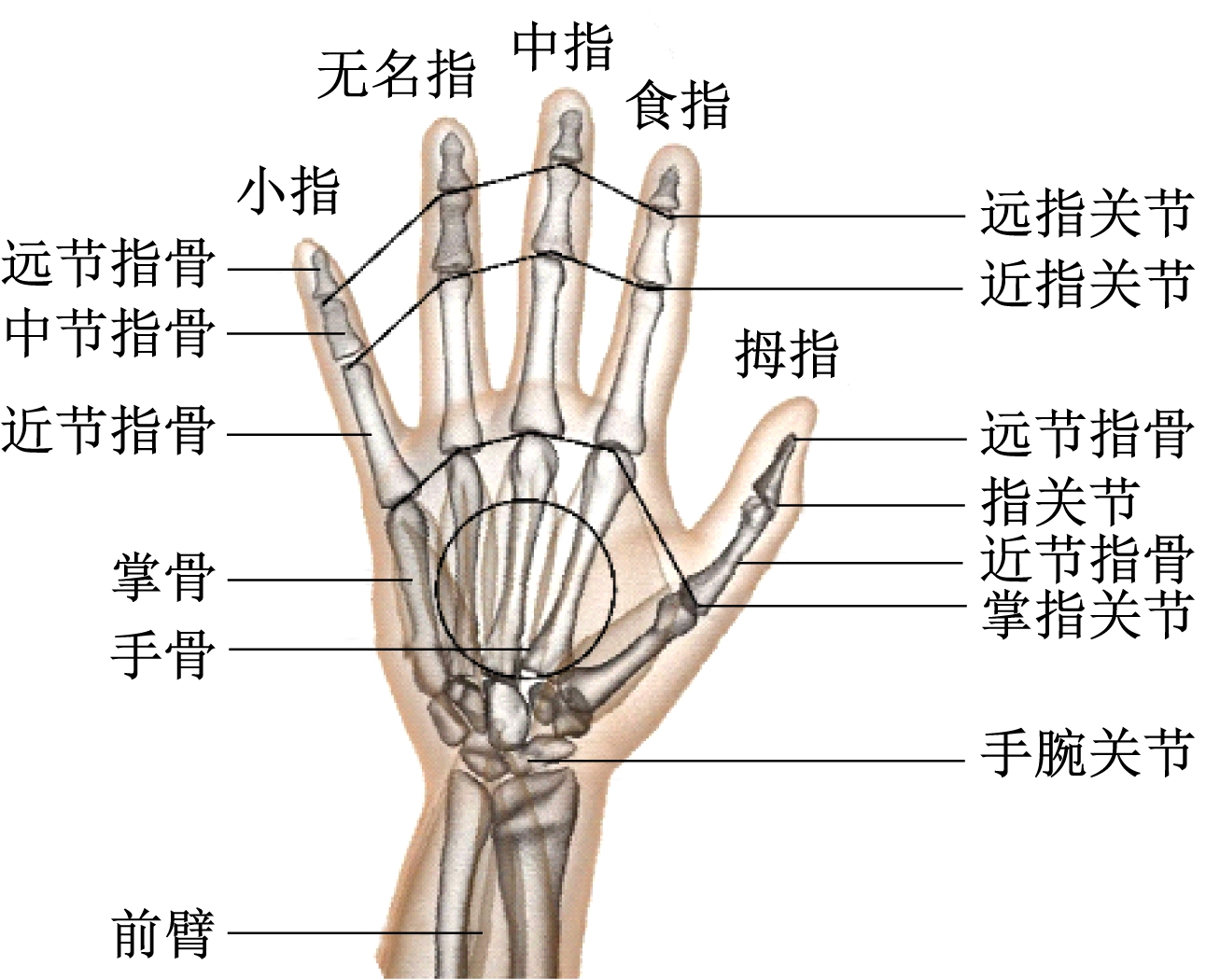 图1 人类手部结构fig.1 human hand structure